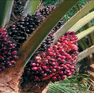 Malaysia Supergene Oil Palm Seedling