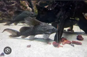 Up Side Down Cat Fish