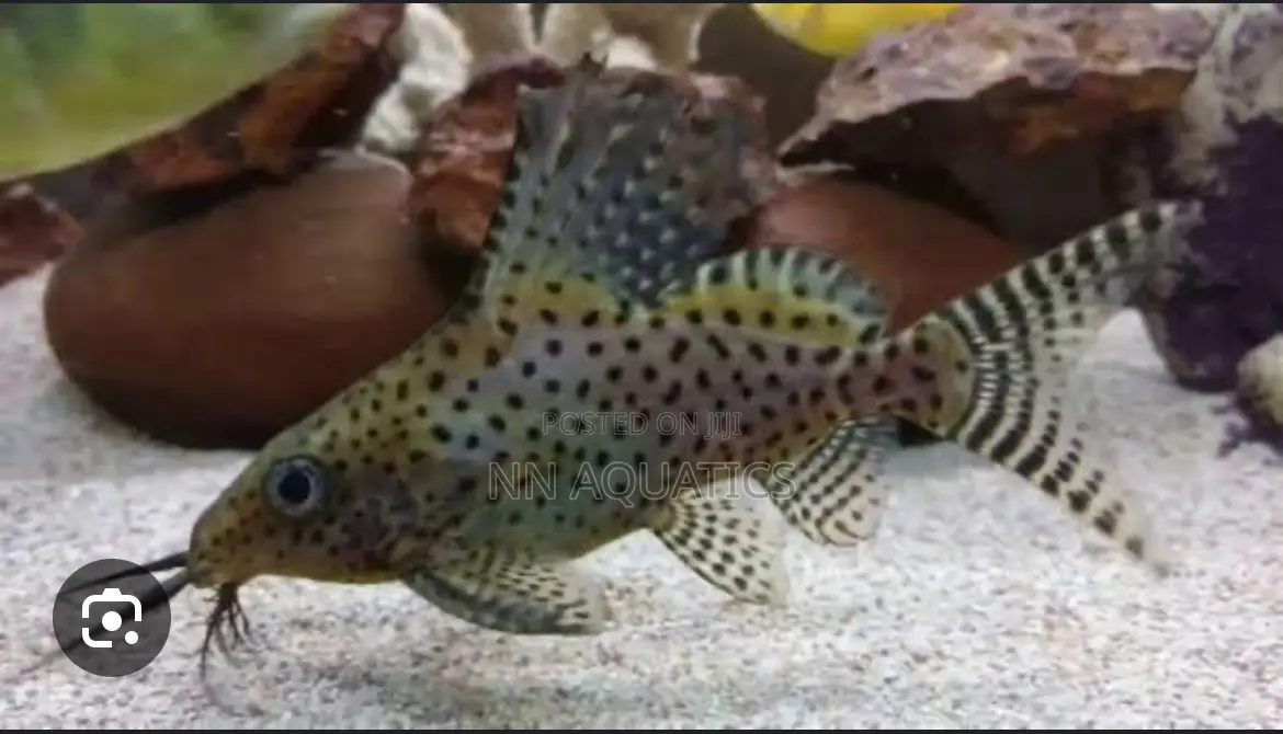 Up Side Down Cat Fish
