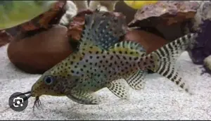 Up Side Down Cat Fish