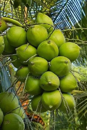 Coconut Seedlings