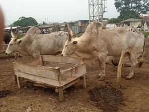 Gigantic Cows