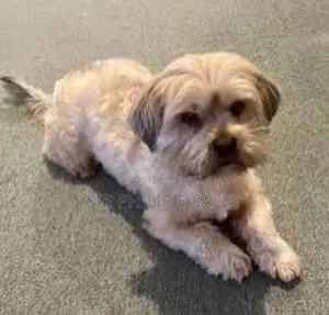 3-6 months Male Purebred Lhasa Apso