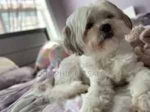 3-6 months Female Purebred Lhasa Apso