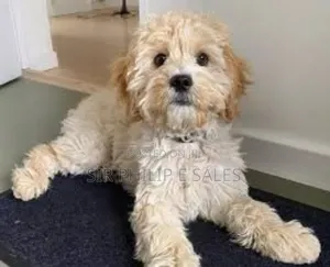 3-6 months Female Purebred Lhasa Apso