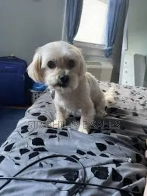 3-6 months Female Purebred Lhasa Apso