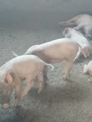 Pig, Pigs, Piglets