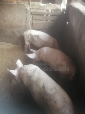 Pig, Pigs, Pork Meat