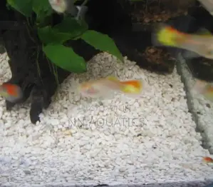 Aquarium White Gravel