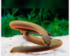 The Rope Fish