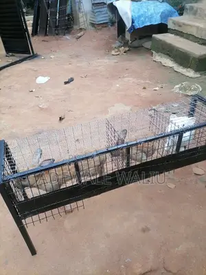 Rabbit Cage