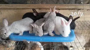 Rabbits Winners