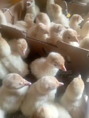 Day Old Imported Turkeys