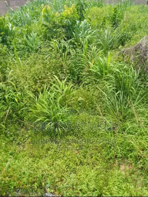 Half Plot of Land Dry Land Close to the Main Road