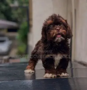 1-3 months Female Purebred Lhasa Apso