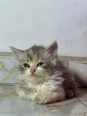 1-3 months Female Purebred Persian