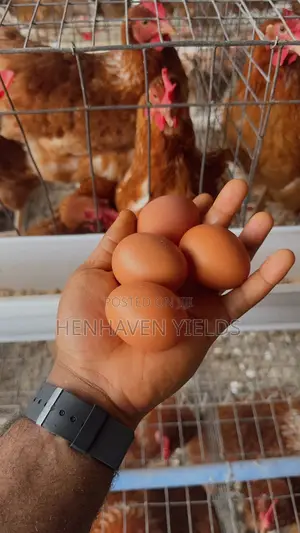 Quality Fresh Farm Eggs
