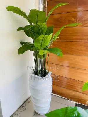 Broad Leaves Banana Plants in Tall Wavy Fibrepot