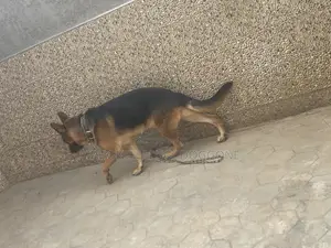 1+ year Male Purebred German Shepherd