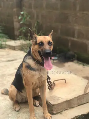 1+ year Male Purebred German Shepherd
