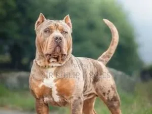 3-6 months Male Purebred American Bully