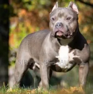 3-6 months Male Purebred Bulldog