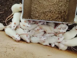 I Supply Healthy Animals for Research Work