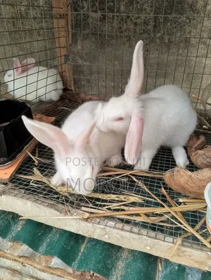 Live Rabbits For Pets And Breeding: Morola Cunniculture