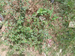 669sqm Commerc Plot Airport Rd Oshodi Isolo Way Fenced Gated