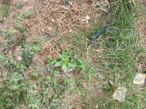100 Acres of Industal Land Lukosi Lukosi Aralu Ogun State