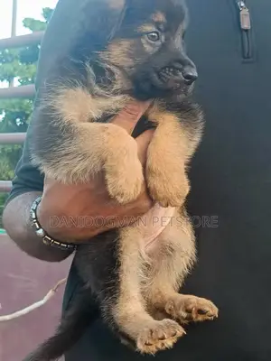 1-3 months Female Purebred German Shepherd