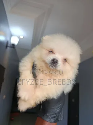1-3 months Female Purebred Pomeranian