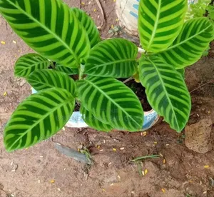 Zebra Calathea