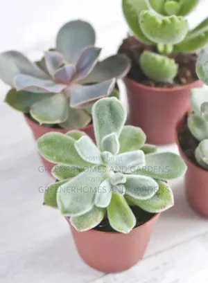 Succulents