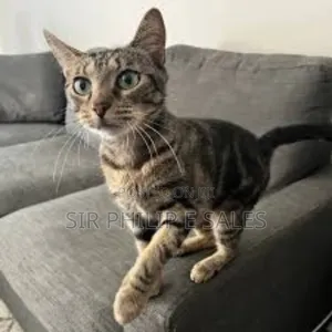 1-3 months Male Purebred Exotic