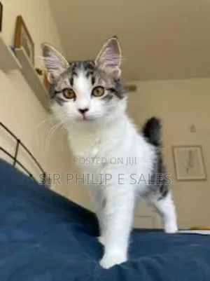 1-3 months Male Purebred Tabby