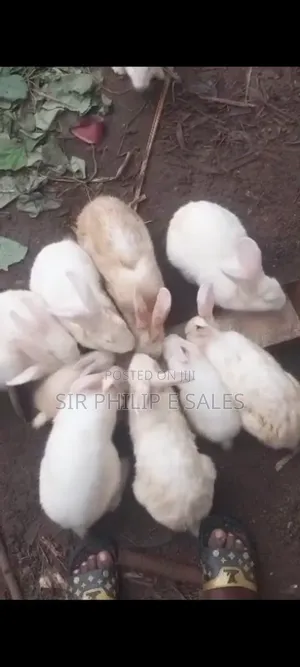 Purebred Rabbit Adult