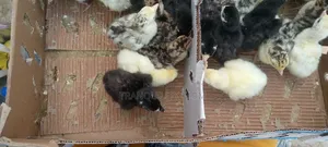Day Old Local Turkey