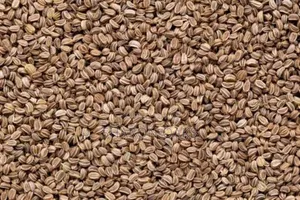 Celery Seed 100g