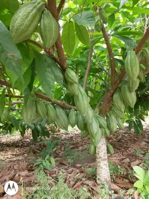 Tc8 Cocoa Seedlings
