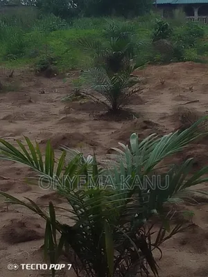 Young Palm Plantation for Sale
