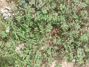 900sqm (One Half ) Plot Opp GTB Carwash Egbeda