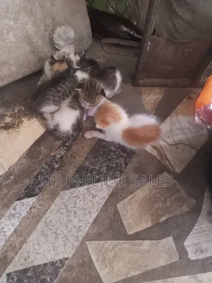 1-3 months Male Mixed Breed American Shorthair