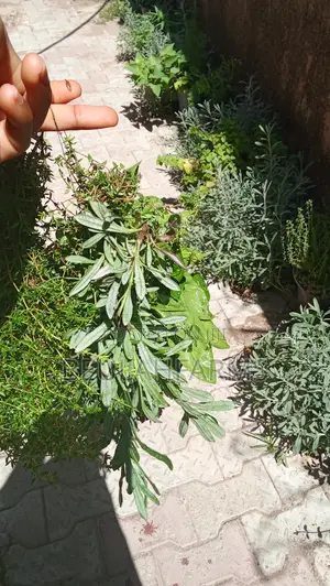 Ashwaghanda, Lovage, Self Heal, Skullcap, Dandelion, Lemon Verbena