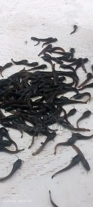 Catfish Fingerlings/Broodstock Available