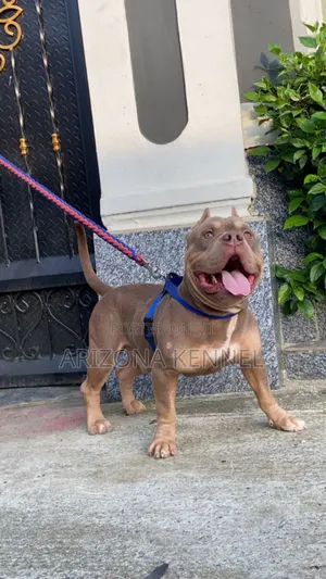 1+ year Male Purebred American Bully