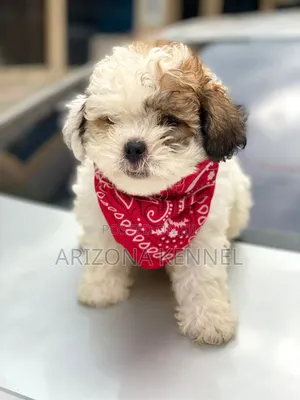 1-3 months Female Purebred Lhasa Apso