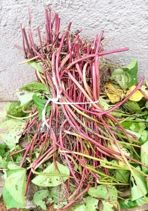 Orange Flesh Sweet Potato Vines and Tubers for Sale