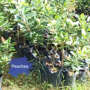 Various Fruit Seedlings For Sale In Nigeria