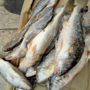 Fresh Frozen Croaker Fish 20kg